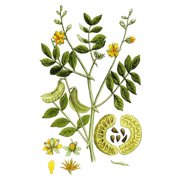 Cassia Bark Alembics