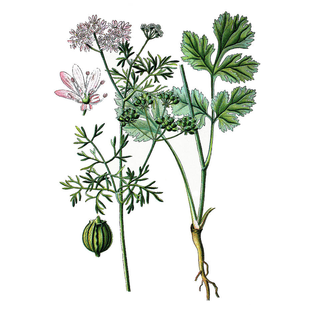 Coriander Seeds Alembics