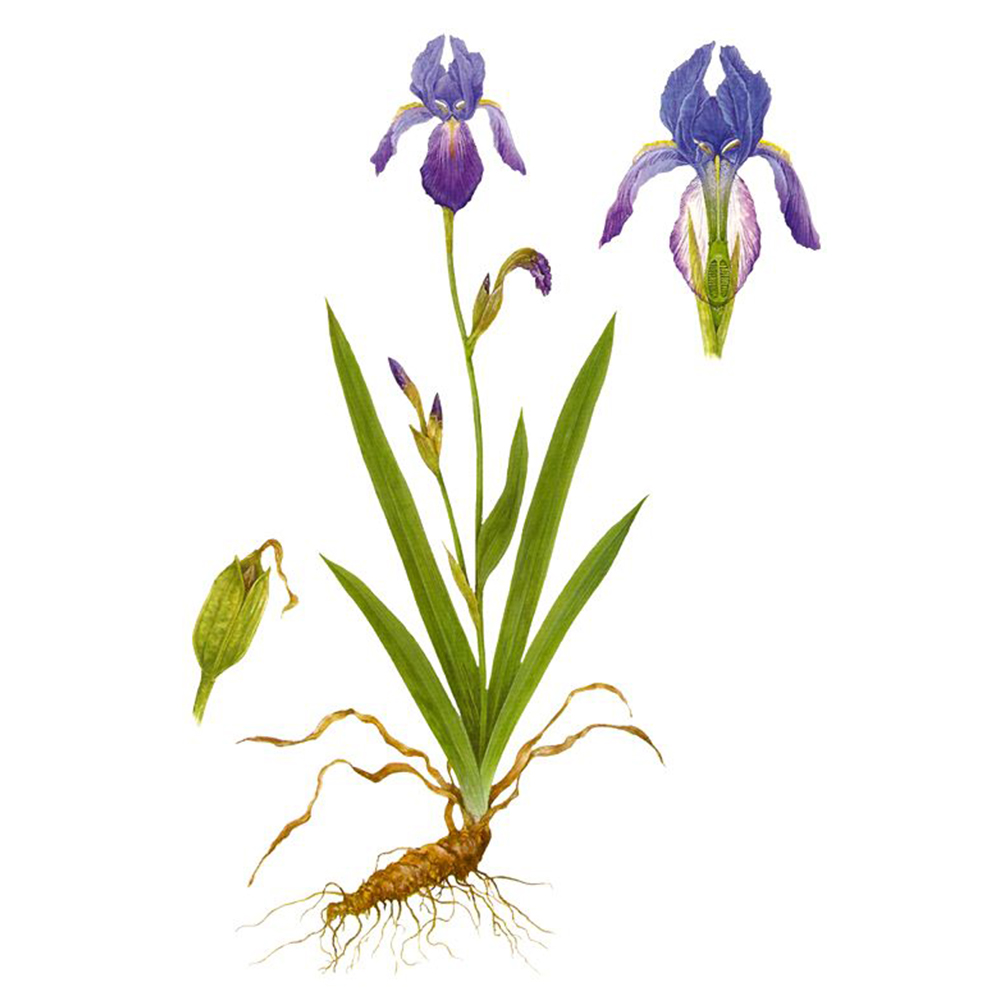 Orris Root - Alembics